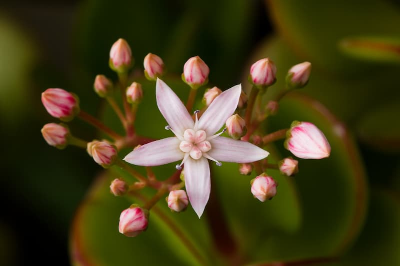 A pink Crassula ovata Jade Plant