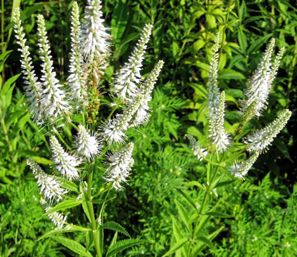 Culver's Root in a garden with its white vertical flowers