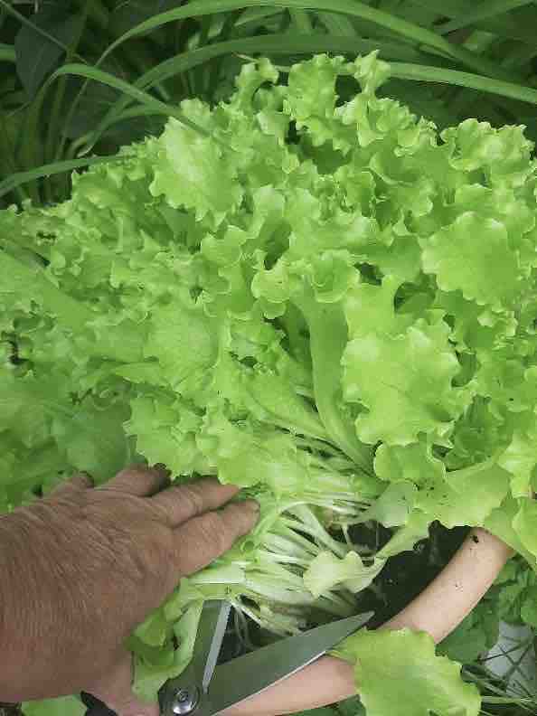 Cutting lettuce with scissors