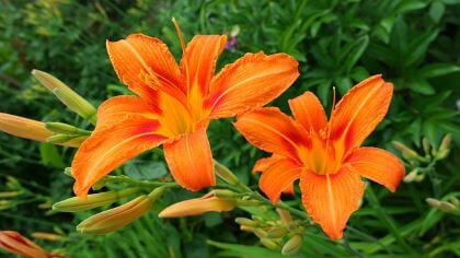 Two orange day lilies