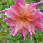A bright pink dahlia flower ready for seed collection