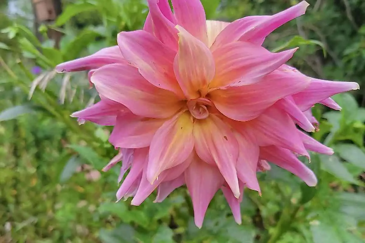 A bright pink dahlia flower ready for seed collection