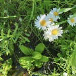 Daisies as companion plants for vegetables, they attract pollinators