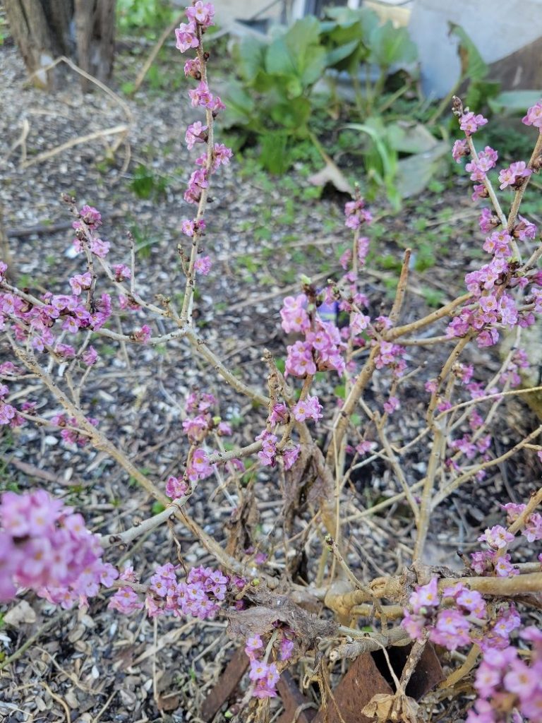 Pink Daphne plant and flowers in early spring