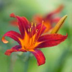 A Red and Orange daylily