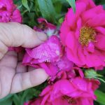 A hand inthe process of deadheading a rose