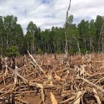 A deforested forest showing dead tree stumps and debris