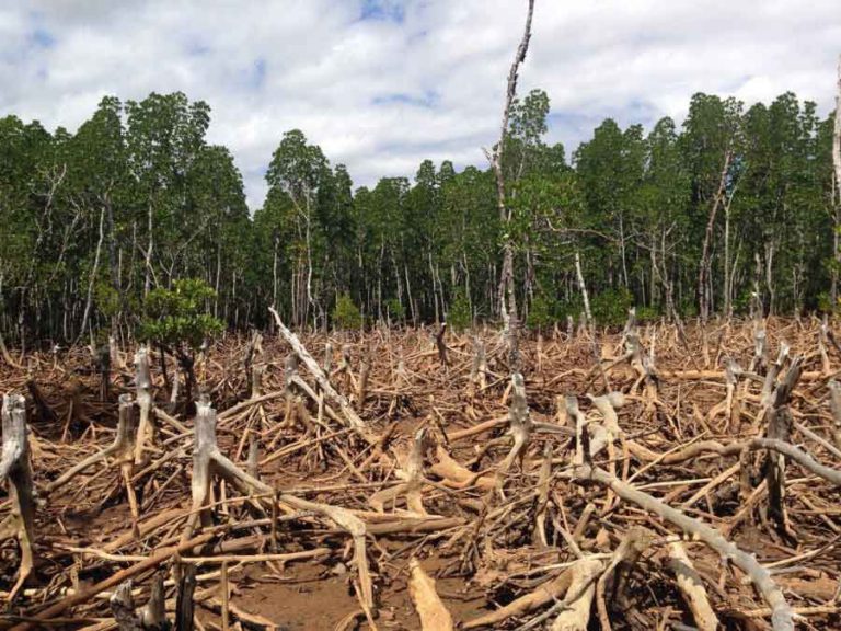 The Devastating Effects of Deforestation