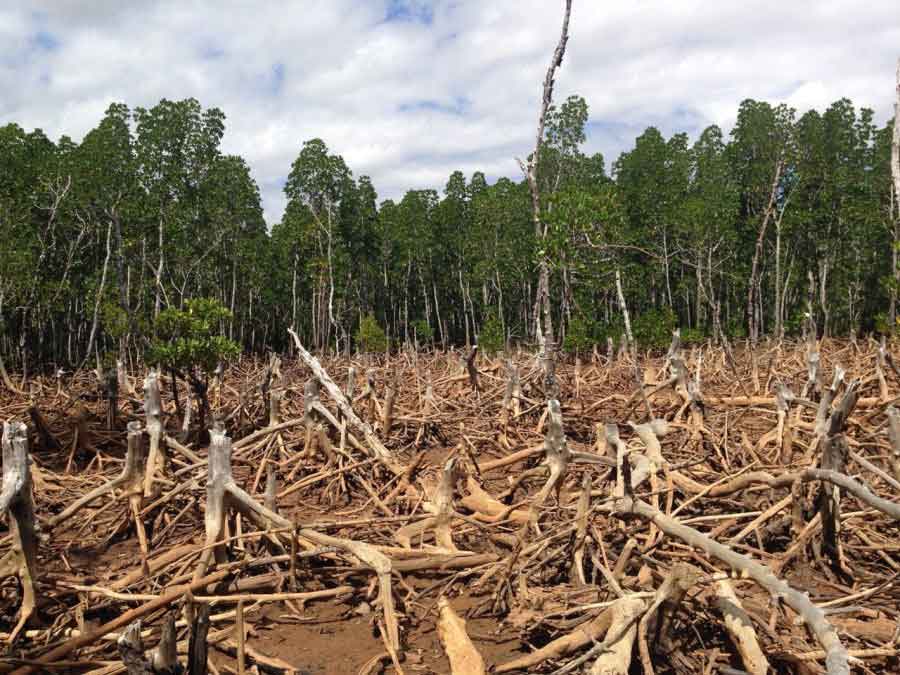 A deforested forest showing dead tree stumps and debris