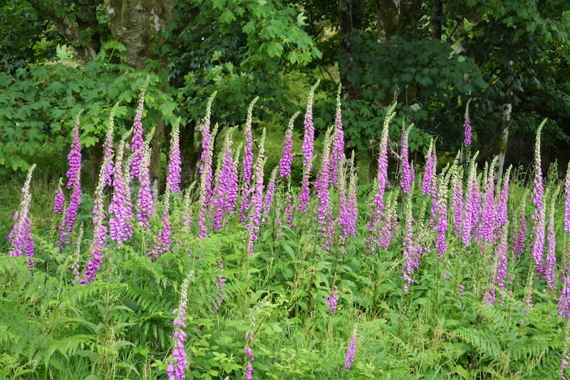 A patch of purple fosglove plant in full bloom