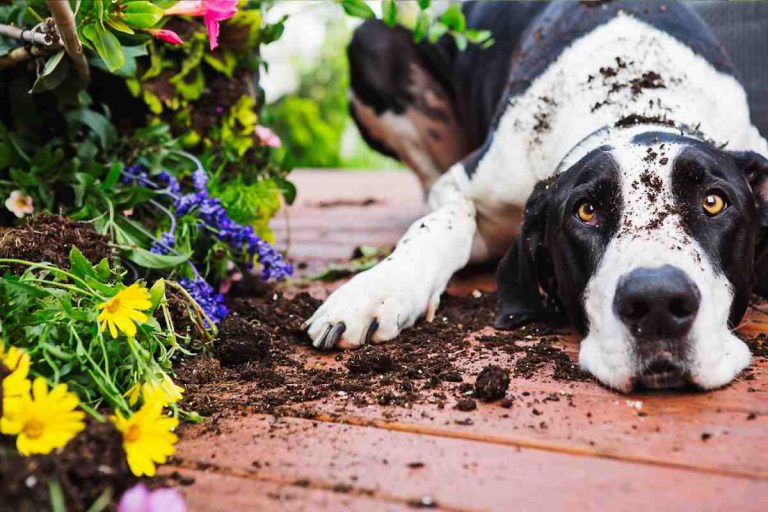 10 Tips On Making Your Garden Dog Friendly (And Dog-Proof)
