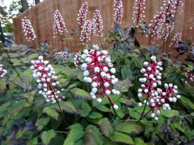 a patch of a dozen baneberry with their doll's eyes all in bloom