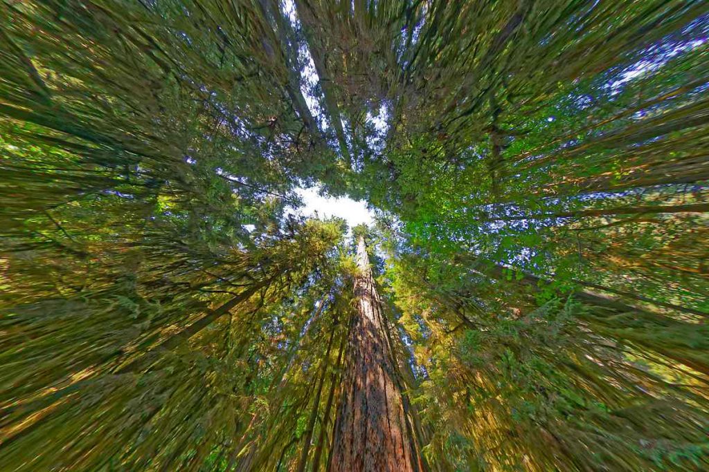 A surround sky view of douglas firs on vancouver island