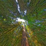 A surround sky view of douglas firs on vancouver island