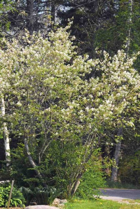 A downy serviceberry tree in full bloom