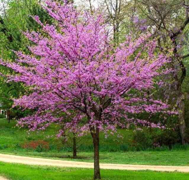 Eastern Redbud Quick Growing Guide