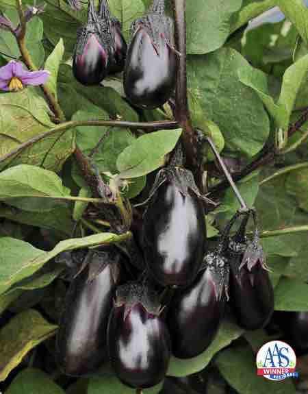 Veggie Bites – Eggplants