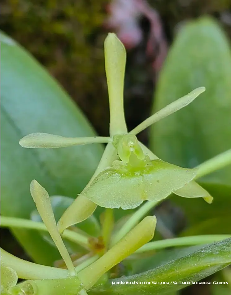 Close up of Epidendrum citrosmum