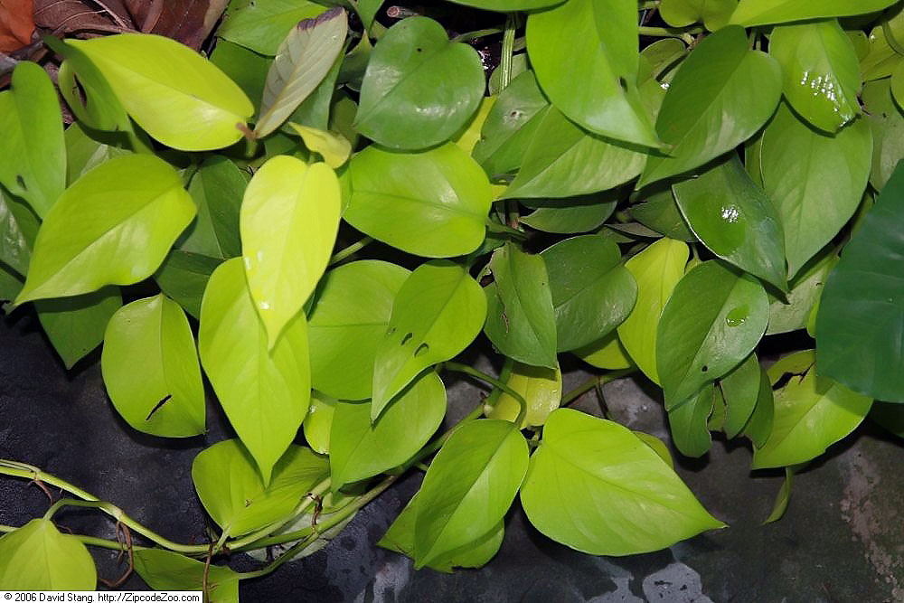 Neon Pothos, botanical name Epipremnum aureum Neon, with its abundant light green leaves