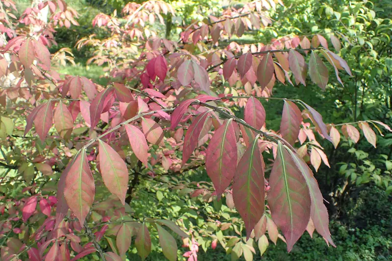 A Euonymus with its distinctive pink and green leaves
