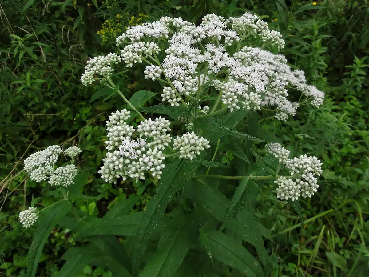 Common Boneset Care and Use