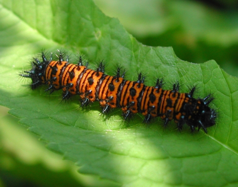 Baltimore checkerspot caterpillar