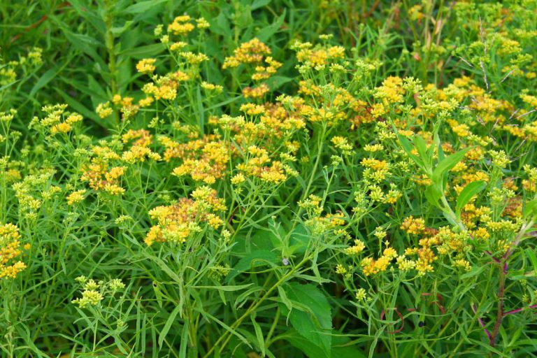 Grass Leaved Goldenrod Adds Colour