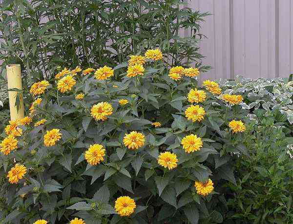 False sunflowers in a cluster