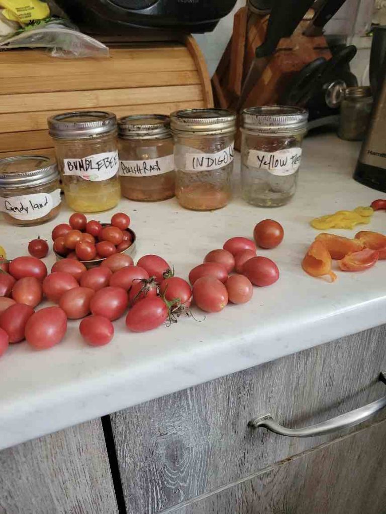 Three Ways to Collect Tomato Seeds