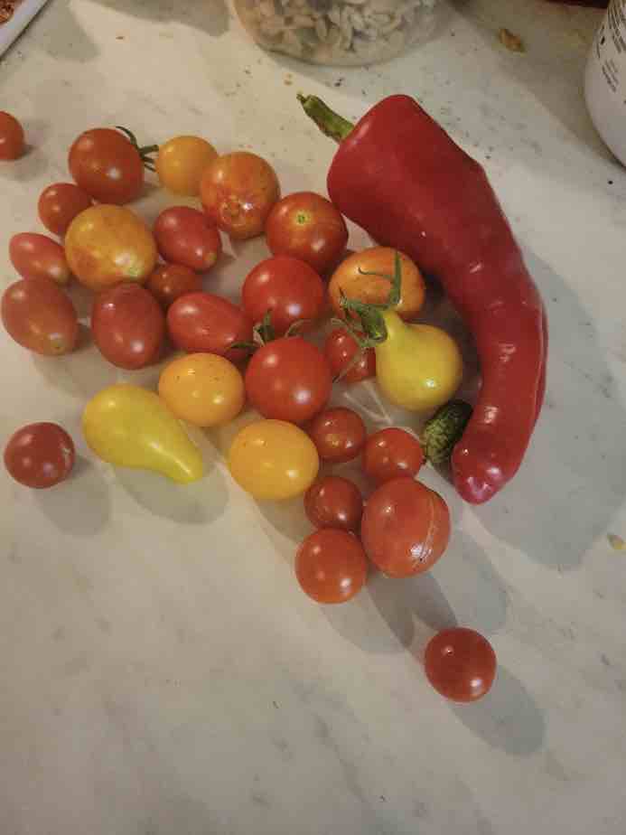 Fresh picking of tomatoes and cubanelle pepper