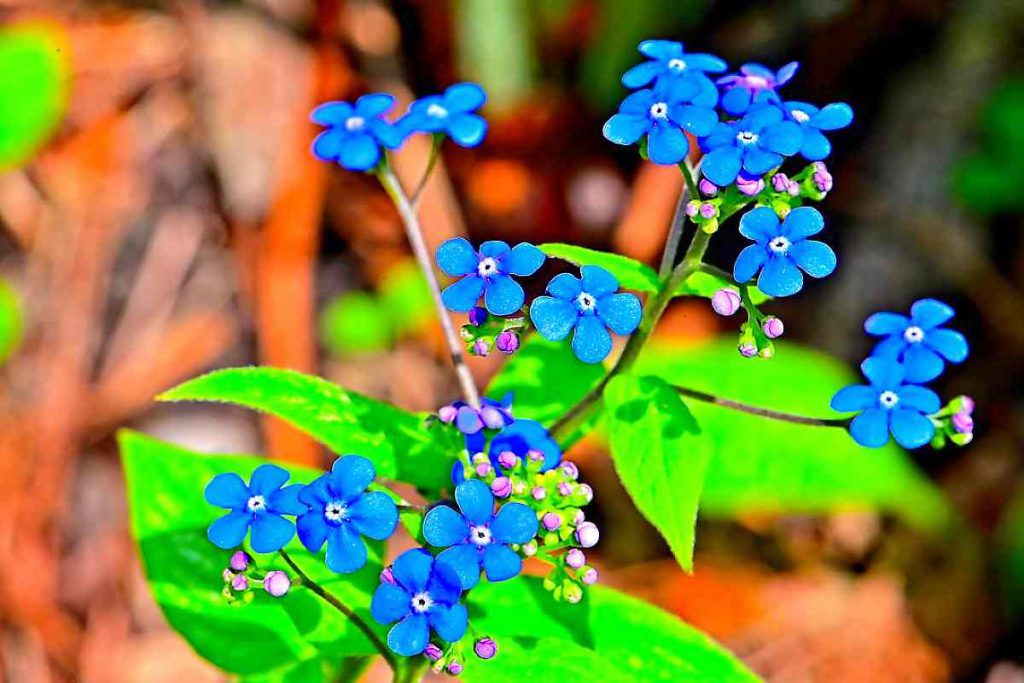 How To Grow Forget-Me-Not Flower