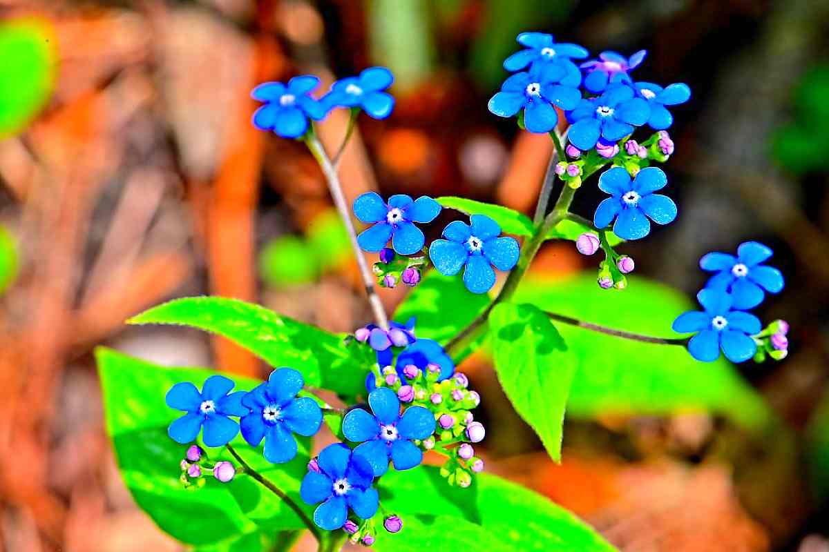 Forget-me-nots overwinter well, flower in spring