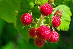 A number of fresh and ripe raspberries on their vine are acid loving plants