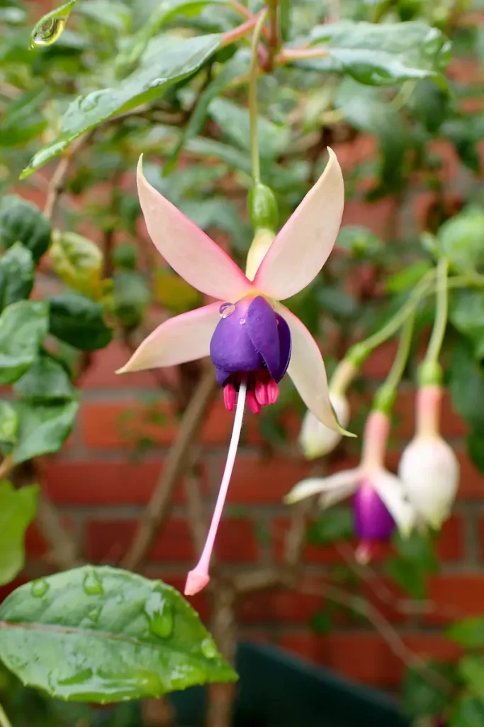 A close up of a Fuchsia Chillerton Beauty flower