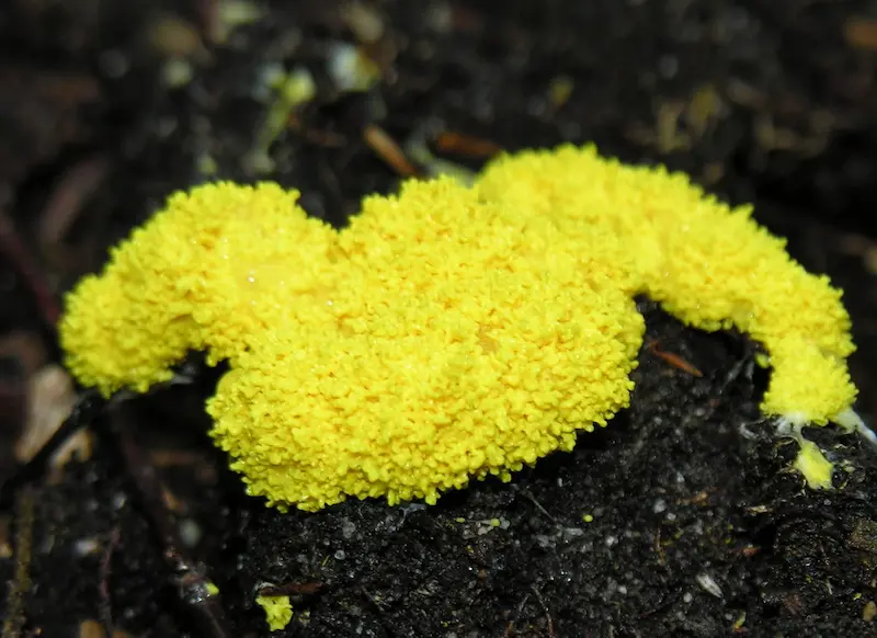 Bright yellow Fuligo septica mushroom
