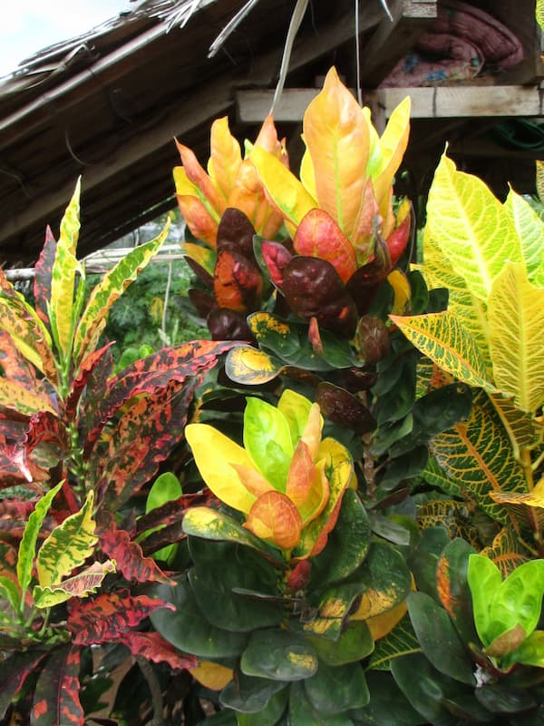 A floral arrangement of Banana croton in a container