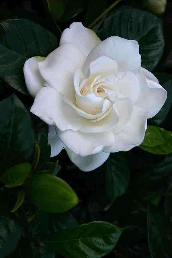 Close up of a white gardenia flower