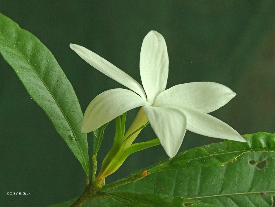 Gardenia actinocarpa