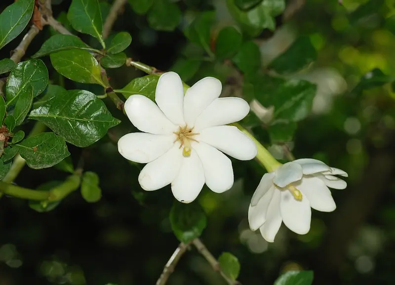 A white gardenia thunbergia flower