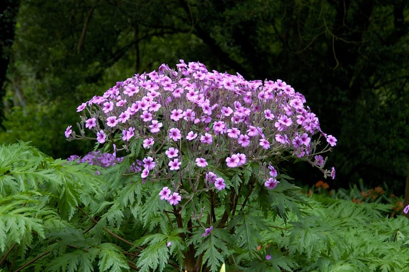 Light purple geranium maderense in bloom with bountiful light purple flowers
