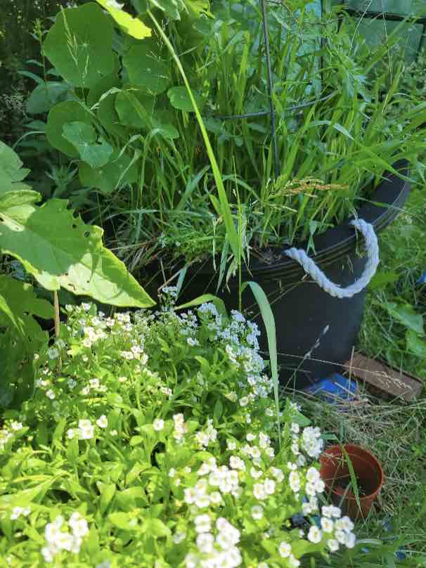 Grassy weeds in tomato pots
