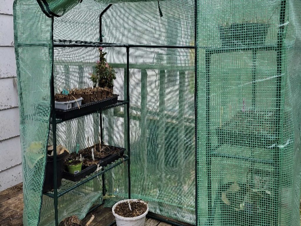 Pea seeds in pots and containers growing in a greenhouse