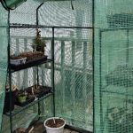 Pea seeds in pots and containers growing in a greenhouse