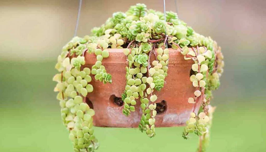 A hanging ceramic pot with a healthy light green succulent