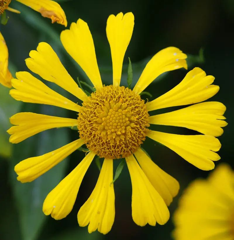 A close up of the yelow flower of the common sneezeweed