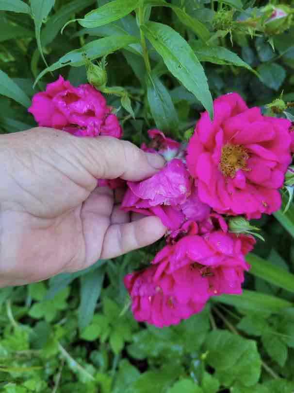 Deadheading my reddish pink Henry Kelsey roses