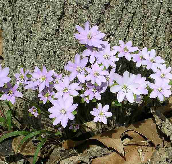 Light purple coloured hepatica flowers