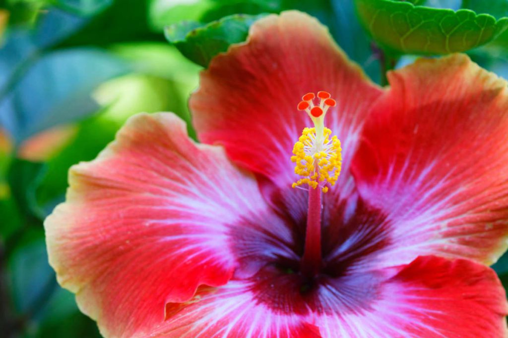 Red hibiscus in our garden