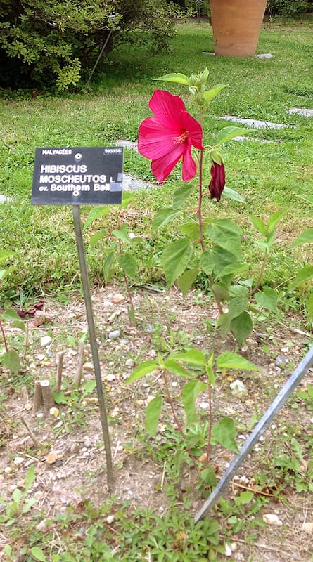 Swamp Rose mallow plant with a single big red flower