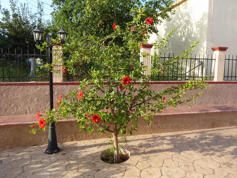 A hisbiscus rosa tree with red flowers planted in a special area in a sidewalk